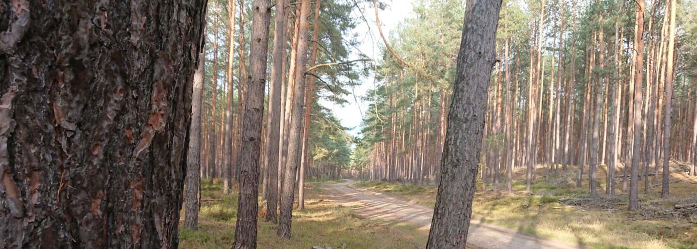 Wald-1 - Ihre Sterbeamme